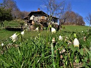 60 Leconjum vernum (Campanelle) alle 'Cascine'